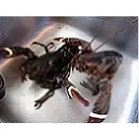 Live canadian premium lobster
